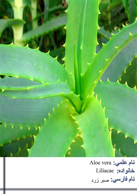 تصویر پرسش و پاسخ گیاه